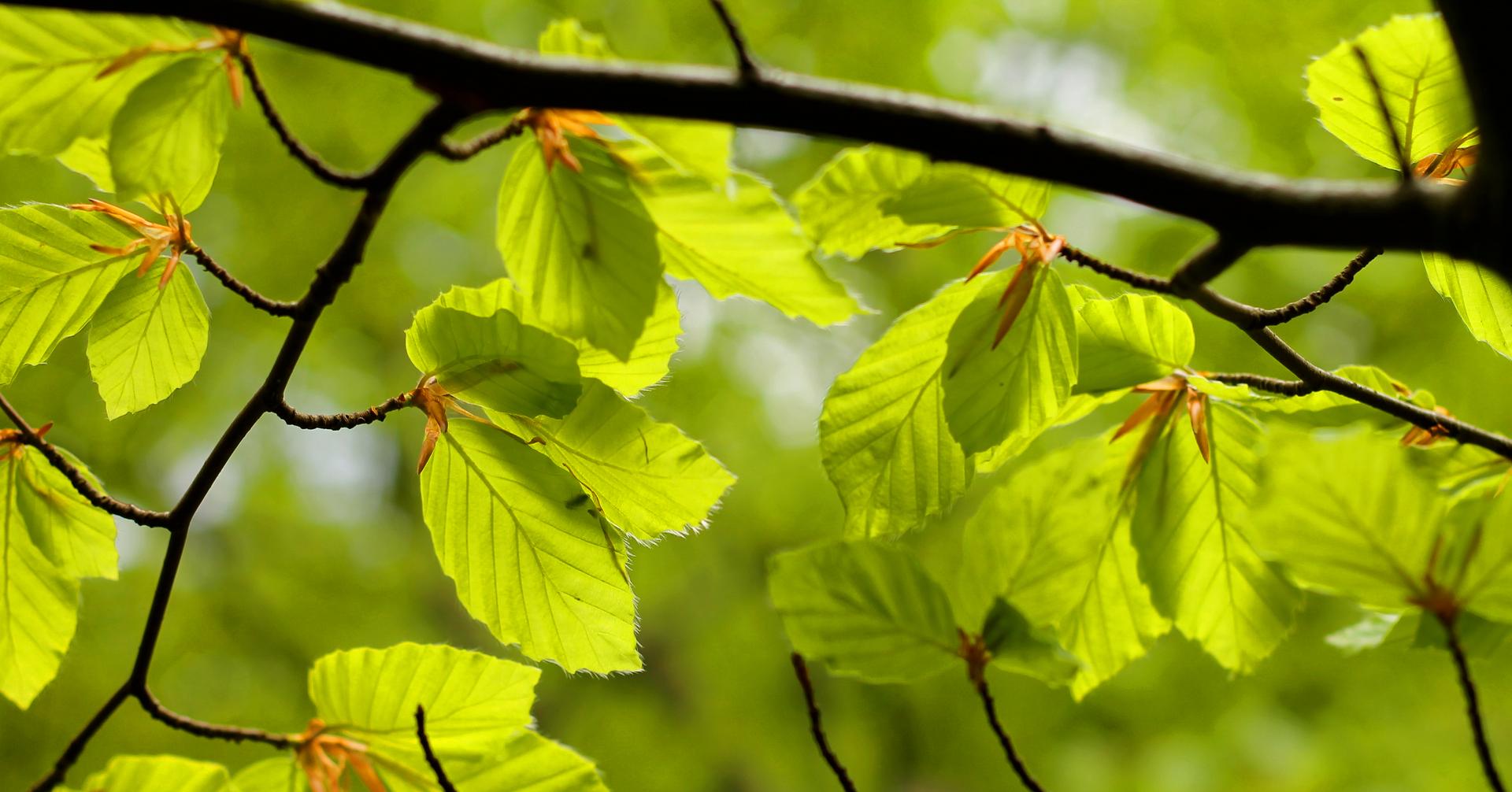 gren med bøgeblade